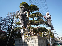 家庭の仕事:庭木の手入れ