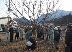 果樹剪定講習会
